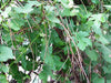 Green grapevine branches and leaves tangled together, suitable for wreath making.
