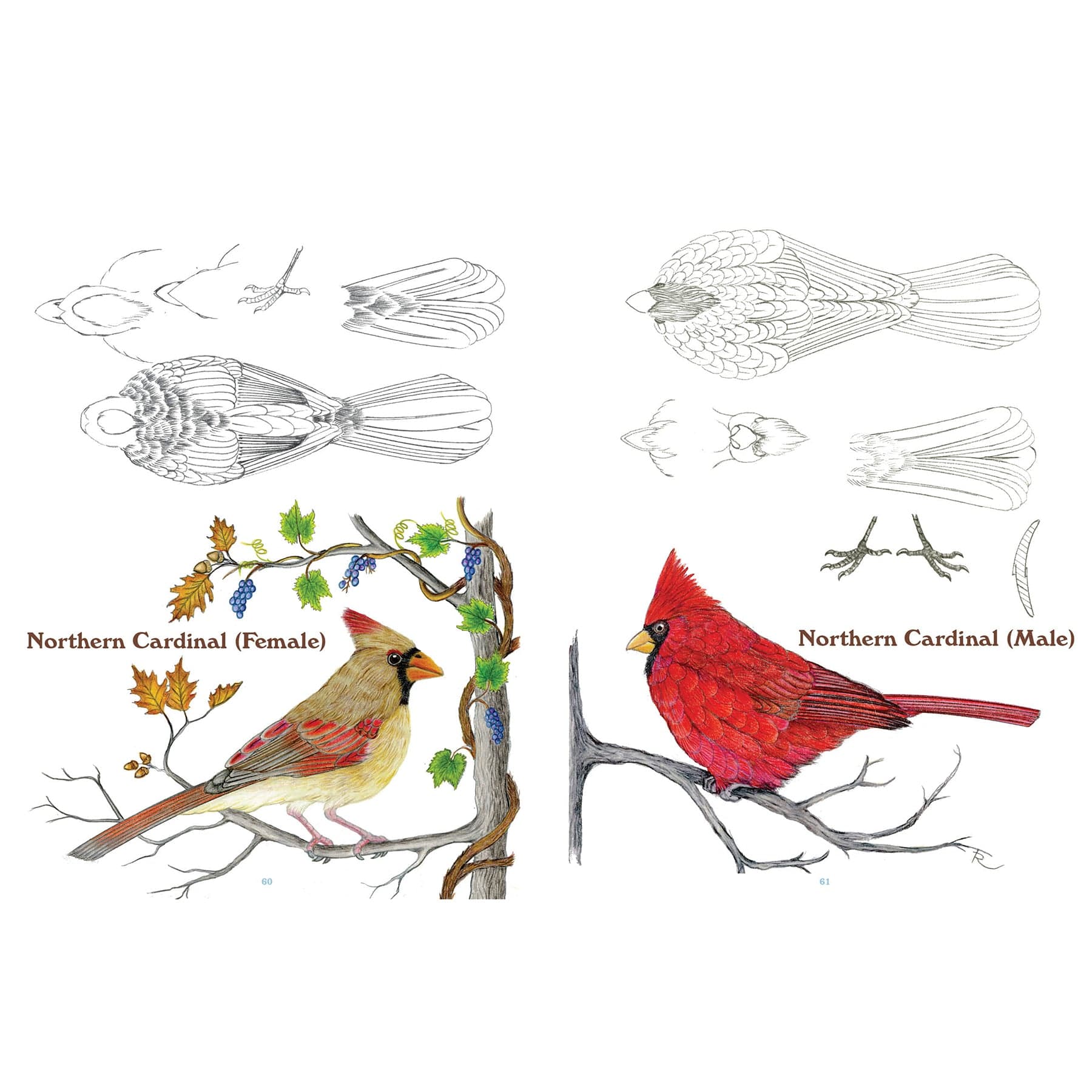 50 Bird Carving Patterns alt 0